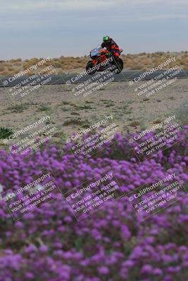 media/Jan-14-2023-SoCal Trackdays (Sat) [[497694156f]]/Turn 14 Exit Bloomig (145pm)/